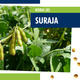 SURAJA – az ütőképes szójafajta az eredményes gazdálkodás alapja
